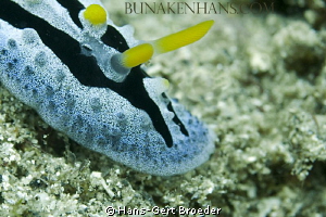 Comodoris Nudibranch 
www.bunakenhans.com 
Bunaken,Sula... by Hans-Gert Broeder 